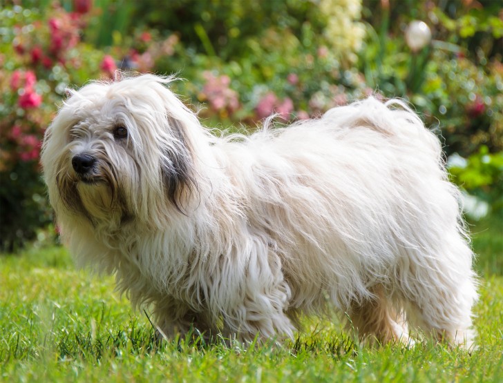 Coton De Tulear Information Dog Breeds At Dogthelove Coton De Tulear