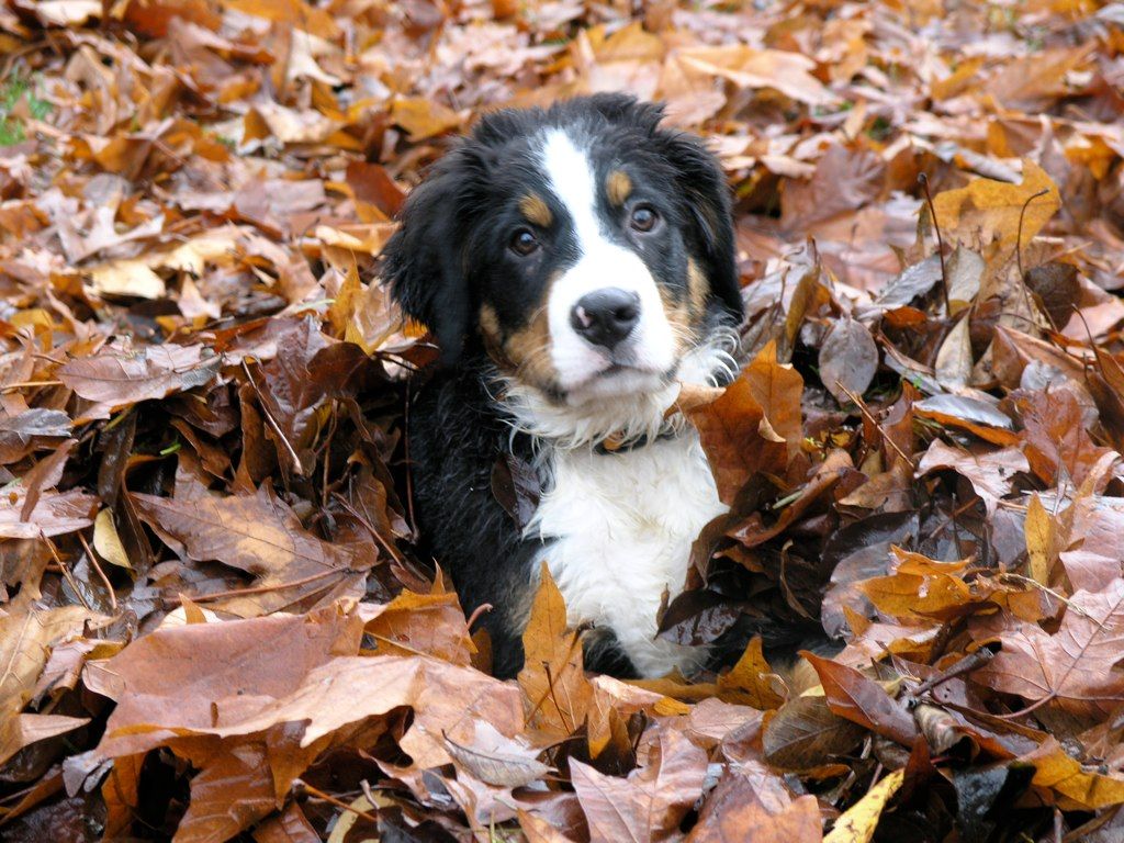 bernese mountain cost bernese mountain information breeds at dogthelove bernese mountain cost bernese mountain information breeds at dogthelove