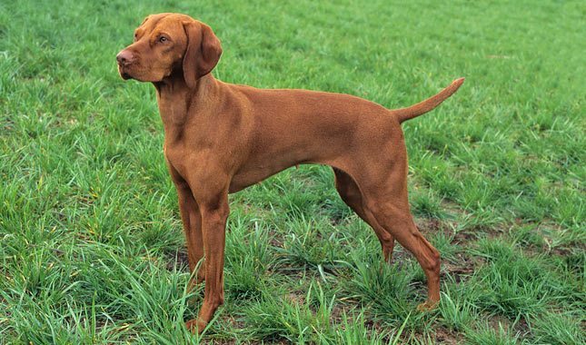 Vizsla - Dog Breeds