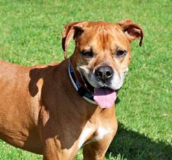 Adopt a dog:Carey Grant/Boxer Mix/Male/6 years,