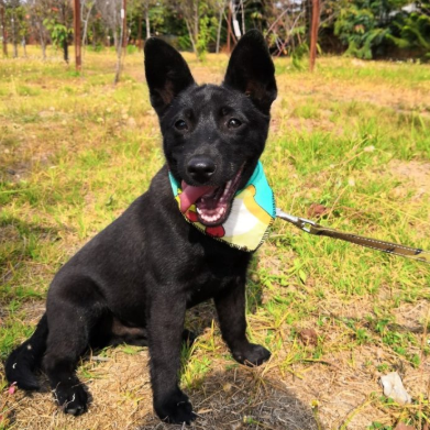 Shepherd / FMD Mix/Male/Young