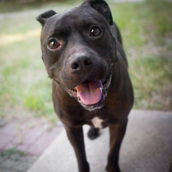 Adopt a dog:Vegas/Pit Bull Terrier Mix/Male/Senior,