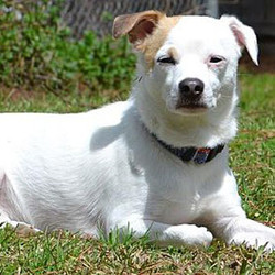 Adopt a dog:Dasher/Chihuahua / Jack Russell Terrier Mix/Male/2 years,Dasher is a bit shy but he warms up quickly. He gets along well with other small dogs but he is afraid of large dogs. Because of the situation, he came from, we think it'd be best that he be adopted to a home without small children. Dasher can run like the wind so he'll require a secure fence. He loves to go outside but he's happy being a couch potato too. He is gentle around smaller dogs. He's not destructive. He's crate trained and potty trained and does fairly well on a leash but could use more practice. He enjoys toys and treats and being petted. It requires a fence in the yard. Dasher is heartworm negative, neuter and Rabies shot. Hurry! He can't wait to meet his new family!