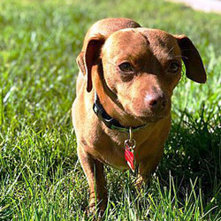 Adopt a dog:Waffles/Dachshund / Mixed Breed Mix/Male/Adult,Waffles was found on the streets of Fremont hiding under cars. He is good with other small dogs in the home but is dog-reactive when out on walks. We are working on that and making progress, but he needs a home with someone who has dog experience. He is very active, so he would not do well in a home with children under 12. Don't miss out on this sweet boy!