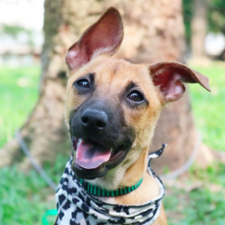 Shepherd / FMD Mix/Male/Young