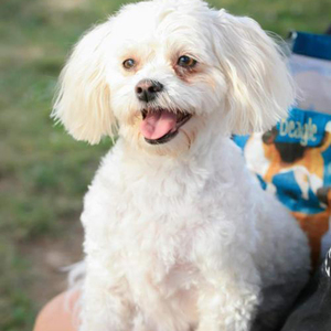 Sadie/Maltese / Bichon Frise Mix/Female/Adult Adopt a dog:Sadie/Maltese / Bichon Frise Mix/Female/Adult,Sadie's mommy just died of cancer. Her sister and she really want to stay together. They have been together for almost 5 years. Her name is Gizmo and she is a long-haired chihuahua. 2nd Chance promised that they won't be split they've lost enough. Their mommy died at night and the next morning her husband was calling to get someone to take them. They lost mommy and home all within 12 hours it was really scary. She was afraid of thunderstorms and she shakes a lot and hides. Sister is about braver than she is but they are both adorable according to the nice ladies at the ranch.
