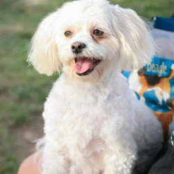 Adopt a dog:Sadie/Maltese / Bichon Frise Mix/Female/Adult,Sadie's mommy just died of cancer. Her sister and she really want to stay together. They have been together for almost 5 years. Her name is Gizmo and she is a long-haired chihuahua. 2nd Chance promised that they won't be split they've lost enough. Their mommy died at night and the next morning her husband was calling to get someone to take them. They lost mommy and home all within 12 hours it was really scary. She was afraid of thunderstorms and she shakes a lot and hides. Sister is about braver than she is but they are both adorable according to the nice ladies at the ranch.