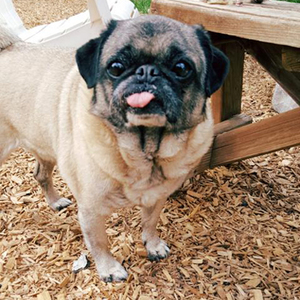 Morgan/Pug/Male/Senior Adopt a dog:Morgan/Pug/Male/Senior,This is Morgan, the sweetest little dude you ever want to meet!Hegets excited rather quickly and then his breathing isn't so great so he needs a 'Zen' home that just wants to 'veg' with him.He is a senior and his idea of a great time is a good meal and a 'cushy' bed. If you want to watch TV hey he is cool with that he will just snooze while you watch and he is not a really bad snorer.We want to make sure our little furry ones are placed in their "forever home" and never have to go through a rehoming again!