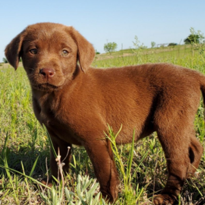 Coco/Labrador Retriever/Male/Inquiry Needed