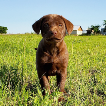 Coco/Labrador Retriever/Male/Inquiry Needed