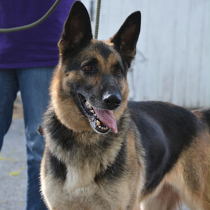Captain/German Shepherd Dog/Male/Adult Adopt a dog:Captain/German Shepherd Dog/Male/Adult,Captain is a great dog who has special needs - his leg is unable to bend because of a bad break and a bad repair job. He gets around just fine though and uses the leg. Captain is ok with other friendly non-dominant dogs with proper introduction, though he can be pushy and should not be paired with another pushy or dominant dog. He goes out with other dogs male and female and does great. Captain is friendly and good-natured and will be a wonderful medium-energy and lower activity dog for a person willing to adopt a special needs dog.
