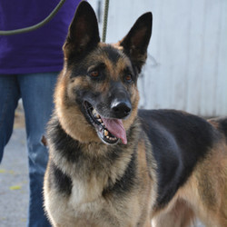 Adopt a dog:Captain/German Shepherd Dog/Male/Adult,Captain is a great dog who has special needs - his leg is unable to bend because of a bad break and a bad repair job. He gets around just fine though and uses the leg. Captain is ok with other friendly non-dominant dogs with proper introduction, though he can be pushy and should not be paired with another pushy or dominant dog. He goes out with other dogs male and female and does great. Captain is friendly and good-natured and will be a wonderful medium-energy and lower activity dog for a person willing to adopt a special needs dog.