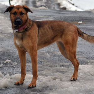 Sabrina/German Shepherd Dog Mix/Female/1 year Adopt a dog:Sabrina/German Shepherd Dog Mix/Female/1 year,Sabrina is a big beautiful spayed female, German Shepherd mix 1-year-old, 70 lbs. She is big and strong and does pull on the leash, she needs some obedience training and someone able to handle large strong active dogs. Sabrina is great with other dogs with proper introduction. She is very sweet and friendly and will be wonderful with children who are 10 years or older (she is big and young and may knock small children down. Wonderful family companion).