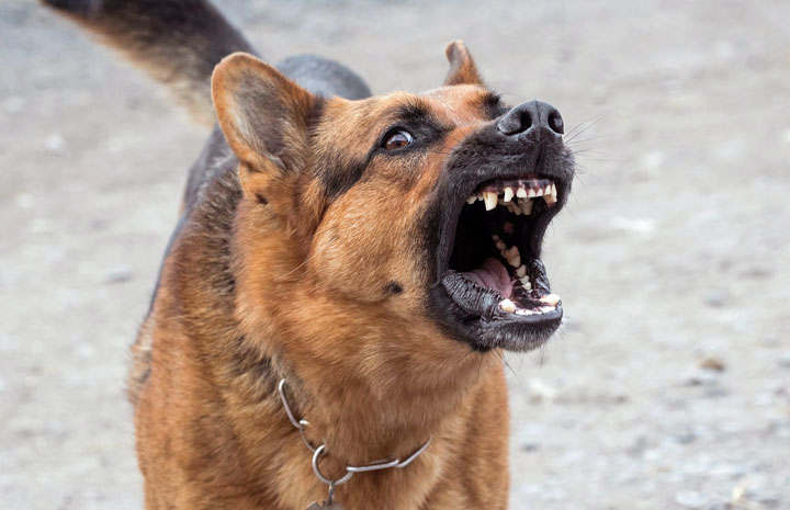 Aggressive Dog Breeds