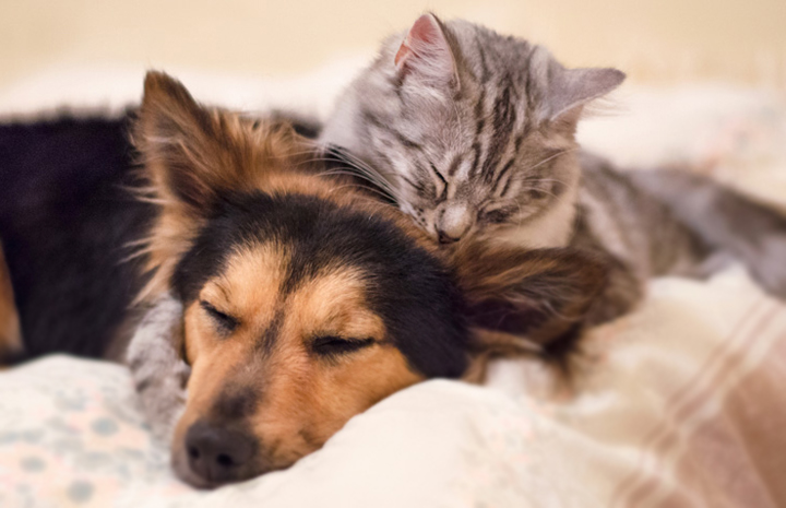 Best Dogs For Cats