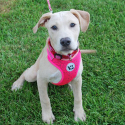Adopt a dog:Lucy/Labrador Retriever Mix/Female/Puppy,Lucyis a lab mix who is very sweet, smart, active, friendly, affectionate, hyper(puppy energy), playful, cuddle bug & loves giving kisses. Lucy is current on shots, will be microchipped & spayed before going to her forever home. Lucy is good with other dogs, kids & even cats. One of her favorite things to do is play with fuzzy toys. She’s leash trained, crate trained but still working on house training. Please consider opening your heart & home to Lucy.
