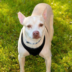 Adopt a dog:Felix/Terrier / Chihuahua Mix/Male/Adult,Felix is heartworm positive. He will need to be treated at one of the fabulous clinics Ruff Start works within Princeton or Duluth. Heartworm treatment consists of 3 injections in the dogs back. Felix's first injection will be in roughly 30 days, and the 2nd and 3rd injections happen 30 days after that. When a dog is going through heartworm treatment, they should be on "restrictions", meaning a lot of lap time, crate time and always on a leash. Heartworm disease is NOT contagious, it is transported via mosquitos.