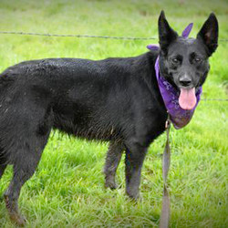 Adopt a dog:Nina/Border Collie / German Shepherd Dog Mix/Female/Adult,Nina is an active border collie/german shepherd mix. She has a lot of personalities and can be a total derp (tongue hanging out sideways and everything)! She's housebroken and crate trained, and walks amazing on the leash! She loves other dogs and is good with indoor cats. She is pretty high energy and enjoys going on hikes and playing with her canine siblings. She MUST go to a home where there is a resident confident adult medium-large dog. She has also discovered the comforts of the couch and loves to lay along the top and get petted while you watch movies. Because she can still be skittish with people though, she should NOT go to a home with children or apartment living (no exceptions!). She would do best in a gentle, quiet adult only home with another dog and a house with a fenced yard. She has gained a lot of skills and confidence while in her foster home, but she is ready for the next chapter in her life with a new family that will continue to help her grow.
