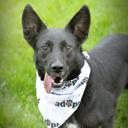 Adopt a dog:Nina/Border Collie / German Shepherd Dog Mix/Female/Adult,Nina is an active border collie/german shepherd mix. She has a lot of personalities and can be a total derp (tongue hanging out sideways and everything)! She's housebroken and crate trained, and walks amazing on the leash! She loves other dogs and is good with indoor cats. She is pretty high energy and enjoys going on hikes and playing with her canine siblings. She MUST go to a home where there is a resident confident adult medium-large dog. She has also discovered the comforts of the couch and loves to lay along the top and get petted while you watch movies. Because she can still be skittish with people though, she should NOT go to a home with children or apartment living (no exceptions!). She would do best in a gentle, quiet adult only home with another dog and a house with a fenced yard. She has gained a lot of skills and confidence while in her foster home, but she is ready for the next chapter in her life with a new family that will continue to help her grow.