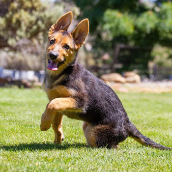 Meg/German Shepherd Dog/Female/Puppy