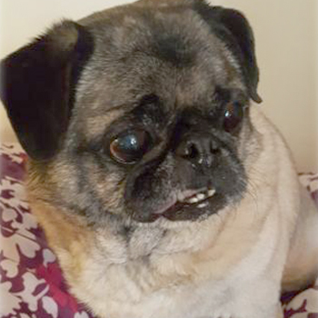 Morgan/Pug/Male/Senior Adopt a dog:Morgan/Pug/Male/Senior,This is Morgan, the sweetest little dude you ever want to meet!Hegets excited rather quickly and then his breathing isn't so great so he needs a 'Zen' home that just wants to 'veg' with him.He is a senior and his idea of a great time is a good meal and a 'cushy' bed. If you want to watch TV hey he is cool with that he will just snooze while you watch and he is not a really bad snorer.We want to make sure our little furry ones are placed in their "forever home" and never have to go through a rehoming again!