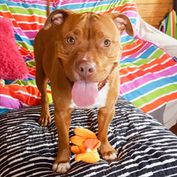 Adopt a dog:Monty/Terrier / Pit Bull Mix/Male/Adult,This fun-loving boy is all wiggles and wags when he's playing with toys or exploring the great outdoors. Also, he isan athletic, sweet-natured, handsome boy. Runners and hikers, if you're looking for the perfect trail companion, Monty is perfect! He goes out on the trail on a regular basis with his Virtual Foster friend. Together, they run side-by-side for miles. Bikers, strollers, dogs, cranky swans, and other distractions don't phase him in the slightest. He truly is a fabulous workout buddy!