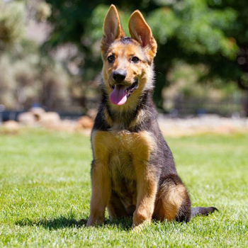 German Shepherd Dog/Female/Puppy