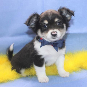Yogi/Chihuahua/Male/10 Weeks
