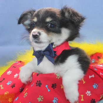 Yogi/Chihuahua/Male/10 Weeks