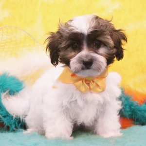 Cody/Maltipoo/Male/10 Weeks