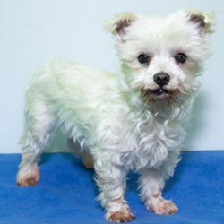 Adopt a dog:Clive/Maltese/Male/Senior,Clive, while adorable and will become a beautiful Maltese, is a very fearful dog. He will take time to build trust. He needs lots of love and patience from an owner that has experience with rehabilitating fearful dogs. He is more perspicacious than shy. He doesn't cower in a corner but doesn't actively engage with humans. He has gotten comfortable enough to sniff our hands though. He can act very normal until someone tries to touch him, every muscle quivers when he is touched. However, he can't get enough touch if you're in bed with him; we believe it's because he sees us petting our other dogs and they don't burst into flames on the spot! He is his own personal enigma! He loves other dogs of all sizes and is very playful with them, but he doesn't trust people yet, he runs from them. Men, in particular, scare him. He absolutely needs another dog in his home to help him continue building confidence and to learn to trust humans.