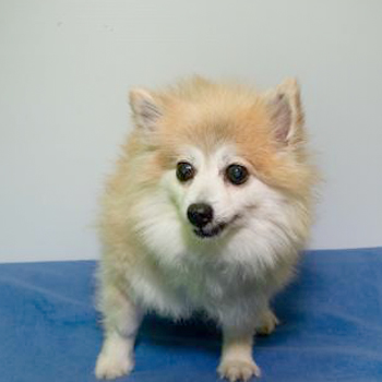 Kit/Pomeranian/Female/Senior
