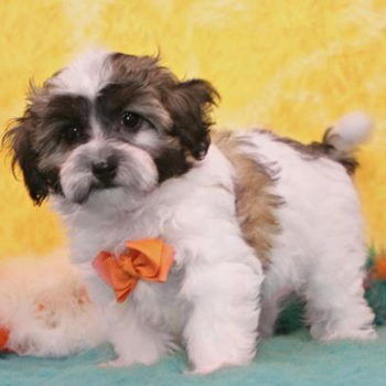 Cody/Maltipoo/Male/10 Weeks