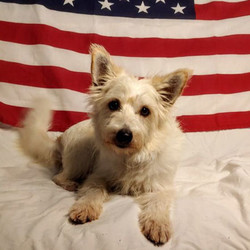 Adopt a dog:Mia/West Highland White Terrier / Westie / Terrier Mix/Female/Young,Mia is believed to be a Westie mix, approximately 2yrs 2month old(July), approximately 17lbs(July), spayed, current on age appropriate vaccinations, house/crate trained & microchipped. Mia was pulled from a shelter after her time was up & she was found as a stray with Marley. She spends her time snuggled with the other dogs in the foster home. She is good with other dogs of all sizes, needs another dog. She is not a people dog, will not interact with them but very little(like when being fed). No small kids or hyper kids. No cats. Please consider opening your heart & home to Mia.