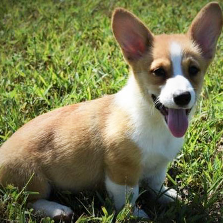 Clifford/Pembroke Welsh Corgi/Male/12 Weeks