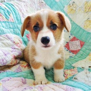 Heston/Pembroke Welsh Corgi/Male/8 Weeks