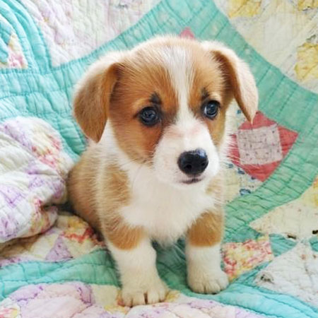 Heston/Pembroke Welsh Corgi/Male/8 Weeks