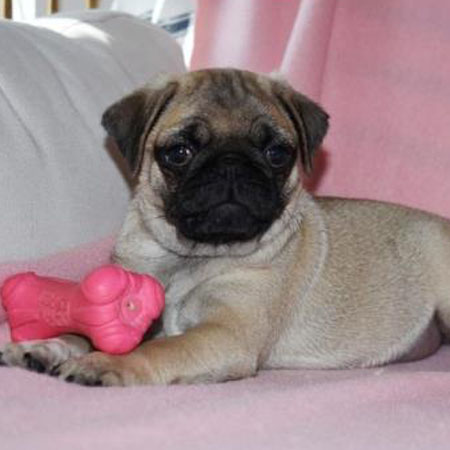 Rosie/Pug/Female/10 Weeks