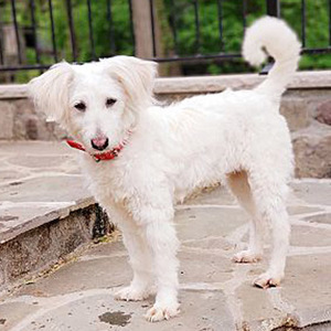 Zoe/Poodle / Terrier Mix/Female/2 years