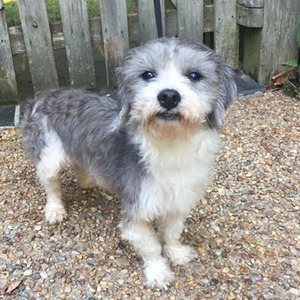Tumbleweed/Schnauzer / Poodle Mix/Female/7 years