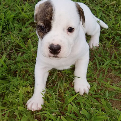 Kaylar/American Bulldog/Female/39 Weeks Kaylar/American Bulldog/Female/39 Weeks,Kaylar is a picture-perfect American Bulldog puppy, complete with a brindle eye patch. She is on the reserved side and super adorable. She will make a great companion and family protector. Her sire is Sr Grand Champion Cadillac Escalade, and the dam is our Wesson's Black Diamond Gem. Both parents come from excellent working and show lines, as well as exceptional hip test scores.