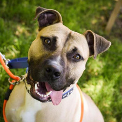 Adopt a dog:Benjamin/Terrier / American Staffordshire Mix/Male/Adult,His name is Benjamin, and he is a local heartthrob. He is the dog next door with big brown eyes and a smile that will melt any heart! He loves to work out to maintain his impressive physique so he is looking for his own personal trainer! An active family would be perfect for him. Older, respectful kids are okay with me. Come get to know him better! Believe me, he will be a loving addition to your family!