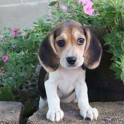 Cutie/Beagle/Female/19 Weeks,Cutie is an adorable Beagle puppy with large eyes and cute floppy ears. This pup is being raised with children and is used to other animals too. Cutie is not only up to date on vaccinations and dewormer, but she is also microchipped and comes with a 30-day health guarantee provided by the breeder. To meet this sweet little girl, contact the breeder today!