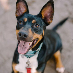 Adopt a dog:Nash/Doberman Mix/Male/2 years,Take one look at Nash and it'll be impossible not to smile from ear to ear. This 2-year-old Doberman mix is a peppy youngster with a very friendly personality. He's super smart and will be the perfect addition to most families. He'd fit best in an active, attentive household with patient pet parents. We'd love for Nash to meet everyone in the household before adoption, so schedule a meet and greet today!