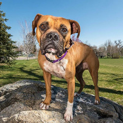 Adopt a dog:Bond/Boxer/Male/Young,Hi guys! There is Bond and he's a 2-year-old boxer boy. He's such a fun dog - he loves to go on long walks and his favorite game is fetch! He loves to snuggle up close at night and will follow you anywhere you go. Bond has been trained to sit, stay, lay down, and even go to his place when guests come over! He is fully potty trained too. He's never been destructive in the house and he does great being left out! Don't miss out on this handsome boy!
