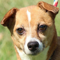 Adopt a dog:Gypsy Girl/Chihuahua Mix/Female/Adult,Gypsy Girl is a 4-year-old, 15-pound Chihuahua mix. She wears a short coat of red/tan and white with an especially fetching white tip on her tail. She is gentle and loving, good with other dogs and people, and, although she can be a bit shy when she first meets you, she comes around quickly and looks up at you with loving eyes. She's a fine little girl!