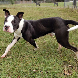 Adopt a dog:Perkins/Boston Terrier / American Staffordshire Terrier Mix/Male/Young,2-year-old Perkins has a wonderfully joyous smile that he enjoys sharing with everyone, especially if you are interacting with him during playtime while on a bark park adventure. Perkins' smiles are accentuated by the distinctive black-n-white patterns adorning his nose that are a product of his Boston Terrier/Staffordshire genetics. He is a quiet but high-energy canine who enjoys a fast-paced walk and would be happiest in a home whose humans have an active lifestyle. At times he will also share a more contemplative aspect of his persona while moving with a confident stride accompanied by a rather stoic visage.