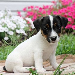 Howard/Jack Russell Terrier/Male/19 Weeks,Howard is an adventurous and outgoing Jack Russell puppy and he is being family raised with children. Howard is vet checked, up to date on vaccinations & dewormer plus the breeder provides a health guarantee for this puppy. Don't miss out!
