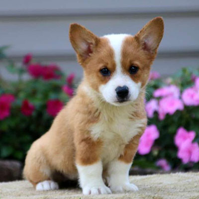 Velvet/Pembroke Welsh Corgi/Female/16 Weeks Velvet/Pembroke Welsh Corgi/Female/16 Weeks,This is Velvet, a cute Welsh Corgi puppy who loves to explore. She is being family raised and has the sweetest disposition. She is vet checked, up to date on vaccinations and dewormer plus comes with a 6 month health guarantee provided by the breeder. To welcome this adorable gal into your family, call the breeder today!