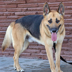 Adopt a dog:Winston von Winden/German Shepherd Dog/Male/Adult,Winston von Winden is a delightful 3-year-old German Shepherd. This mid-size boy has a happy and outgoing personality, he loves to meet new people, wags his tail non-stop, and absolutely adores any and all affection. Winston exits his kennel excited and ready to go because he just loves being outside and saying “hi." In his zest for life and adventure, he tends to pull on the leash, so he needs someone to keep up with his training. When it comes to his interfacing with his own kind on walks, he meets other dogs well but doesn't pay much attention. He was more sociable in a canine playgroup, joining his furry friends happily. (No small dogs or cats, please.) An all-around happy outgoing and upbeat boy, Winston is ready to travel - near or far - to his forever home.